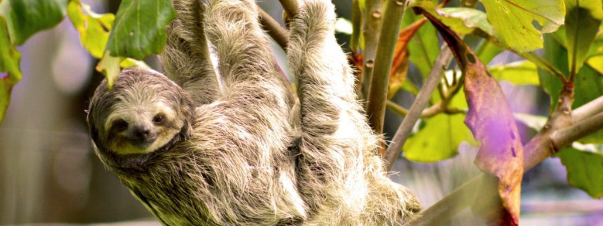 Five of the most-purchased carbon offsetting projects on the marketplace in June