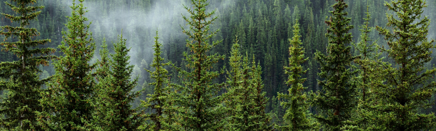 Why is the EU Nature Restoration Law a landmark achievement for Europe’s biodiversity and climate goals?